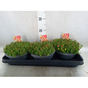 Delosperma coop. 'JewDesert'  ..mix