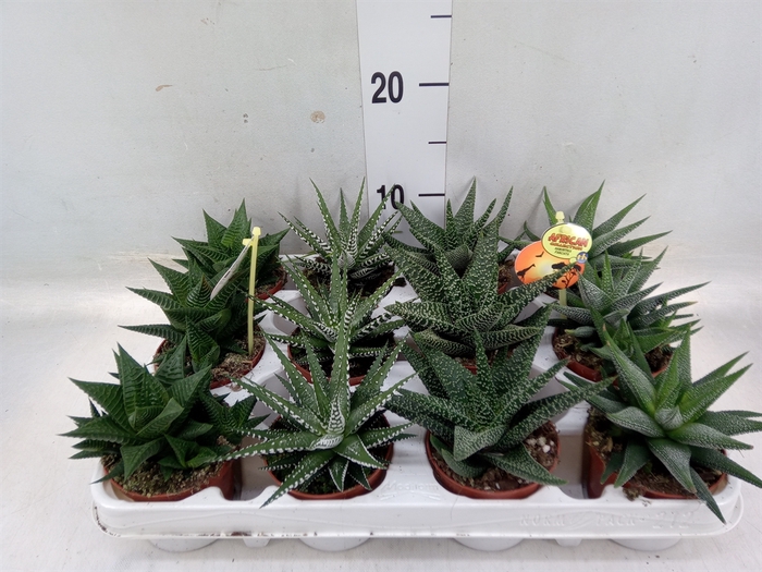 <h4>Haworthia   ...mix</h4>