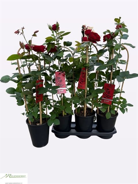 <h4>.Rosa floribunda grp grand select</h4>