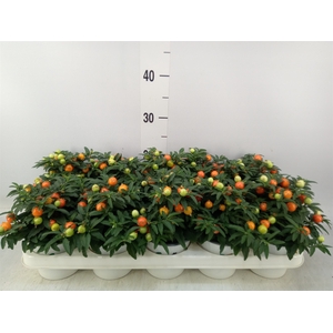 Solanum pseudocapsicum