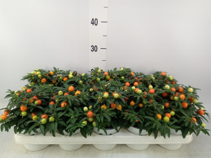 <h4>Solanum pseudocapsicum</h4>