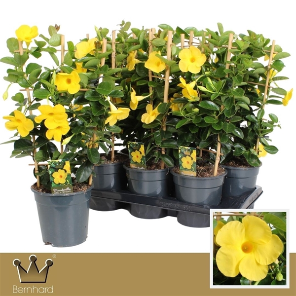 <h4>Dipladenia P17 Rek Diamantina Opale Citrine</h4>