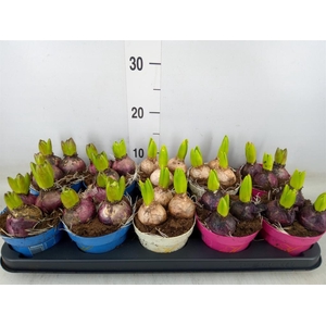 Hyacinthus orie.   ...mix 3