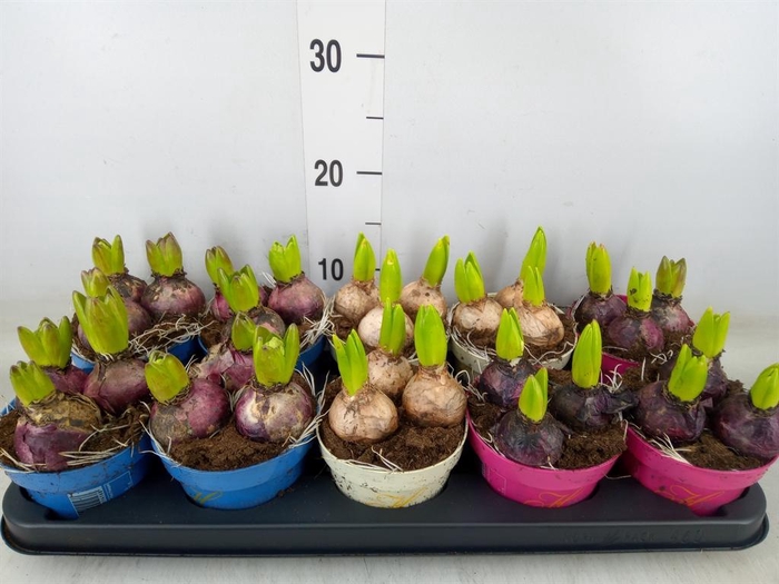 <h4>Hyacinthus orie.   ...mix 3</h4>