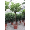 Ficus Lyrata stam