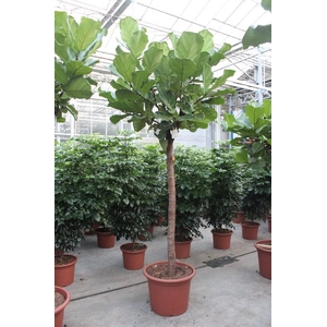 Ficus Lyrata stam
