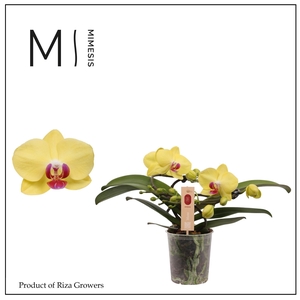 Phalaenopsis Muse Yellow 25+ - 12cm | Mimesis