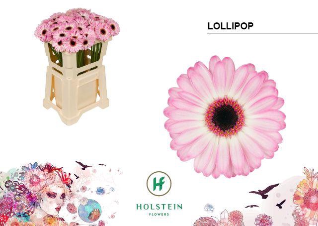 <h4>GE MI LOLLIPOP#</h4>