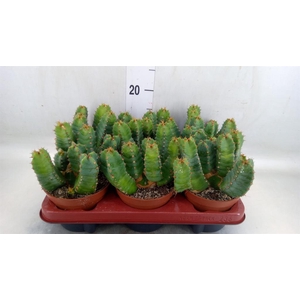 Euphorbia resinifera