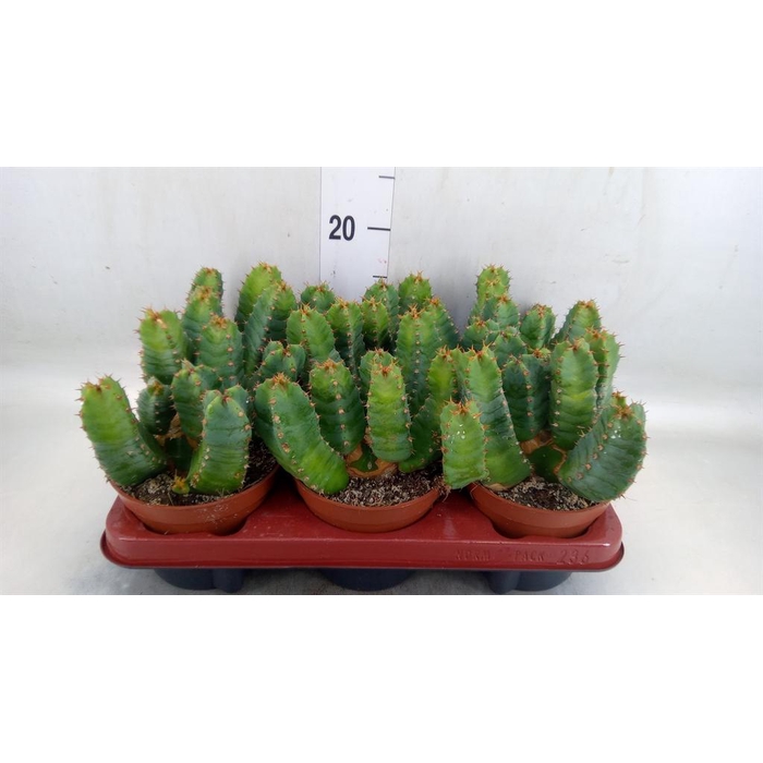 <h4>Euphorbia resinifera</h4>