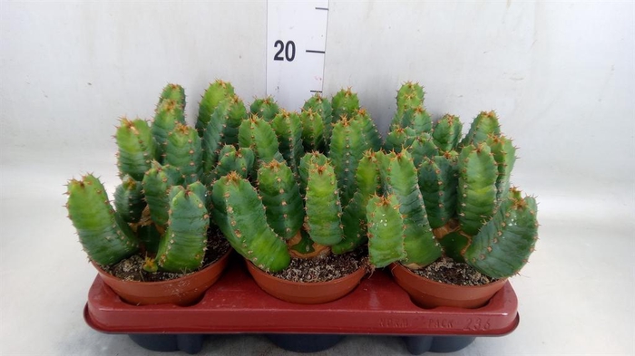 <h4>Euphorbia resinifera</h4>
