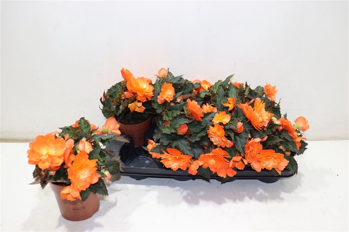 <h4>Bego P Grace Orange</h4>