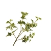 Hedera Leaf Branch Variegated