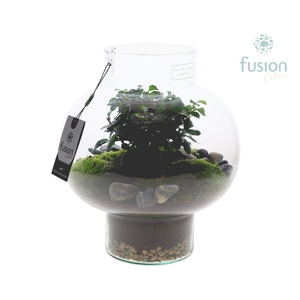 Green Bottle Laura Medium met Bonsai arrangement