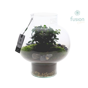 Green Bottle Laura Medium met Bonsai arrangement