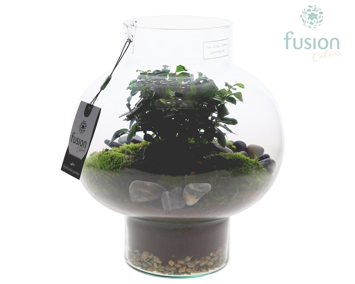 <h4>Green Bottle Laura Medium met Bonsai arrangement</h4>