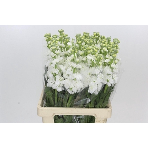 Matthiola Iron White