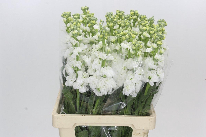 Matthiola Iron White