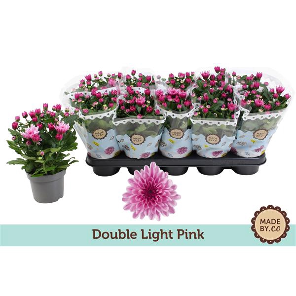 <h4>Chrysant Double Light Pink</h4>