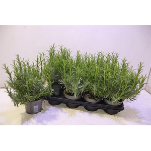 arr8 Lavan An Dwarf Blue