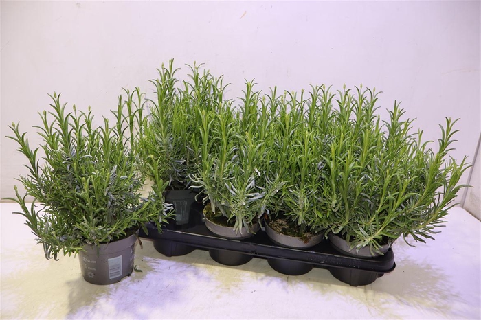 <h4>arr8 Lavan An Dwarf Blue</h4>