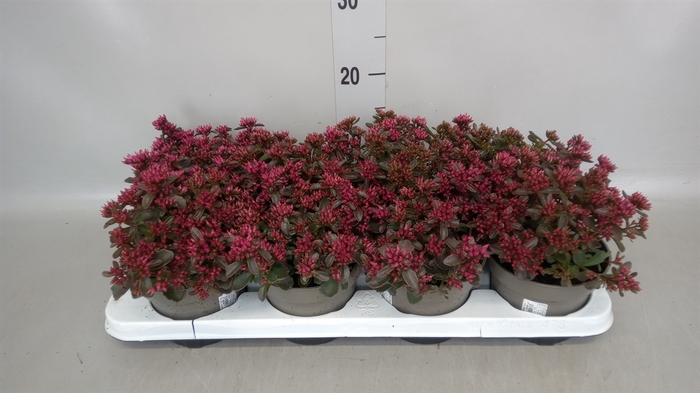 <h4>Sedum spurium 'Spot on deep Rose'</h4>