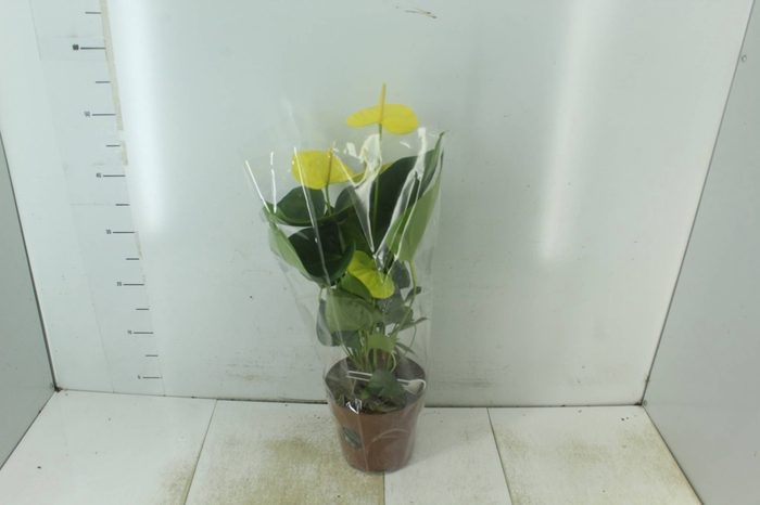 <h4>ANTHURIUM COLOURS AMARELO P17</h4>