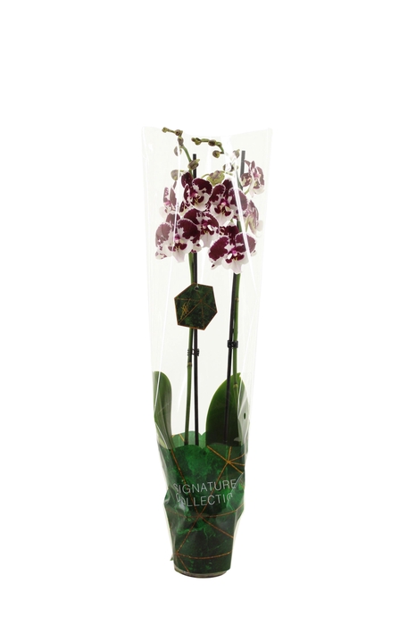 <h4>Signature Phal Spider 2T16+</h4>