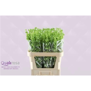 MOLUCCELLA STUK