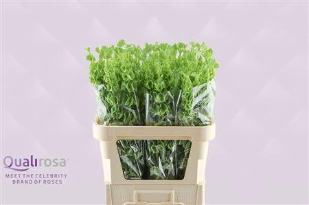 <h4>MOLUCCELLA STUK</h4>