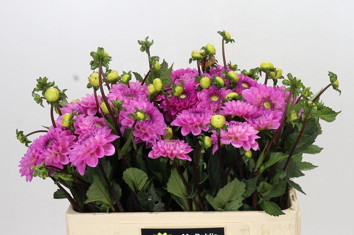 <h4>Dahlia BA 'Wizard of Oz'</h4>