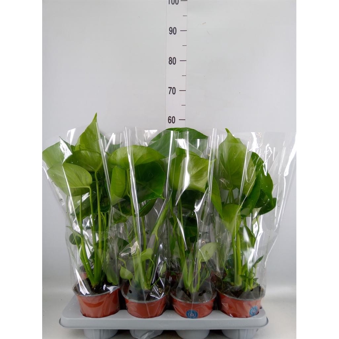 <h4>Monstera delic.</h4>
