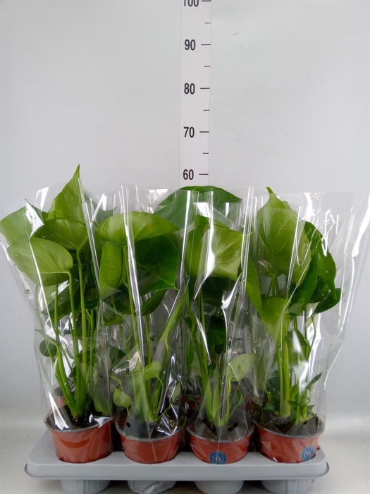 <h4>Monstera delic.</h4>