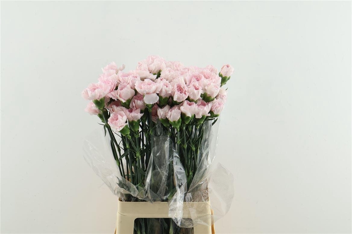 <h4>DI ST BRIDAL DAMASCUS</h4>