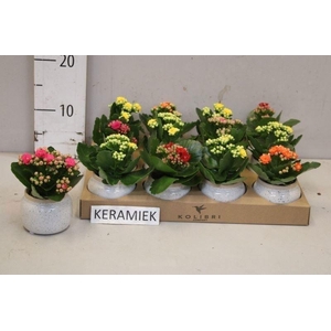 ARR KALANCHOE