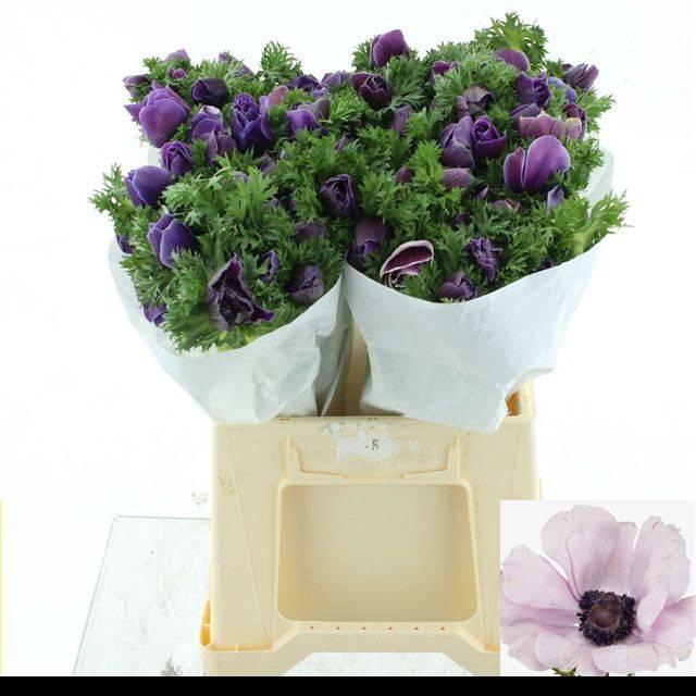 <h4>ANEM MISTRAL RARITY SUPER</h4>