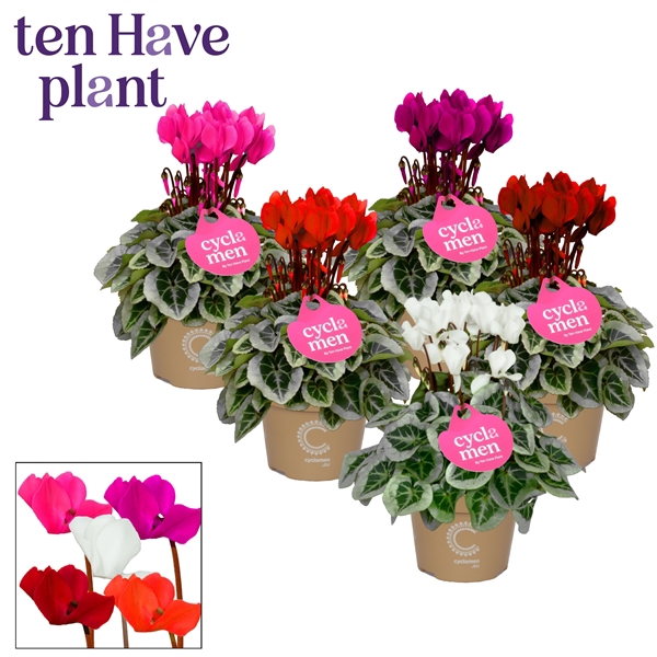 <h4>Cyclamen SS Picasso Mix</h4>