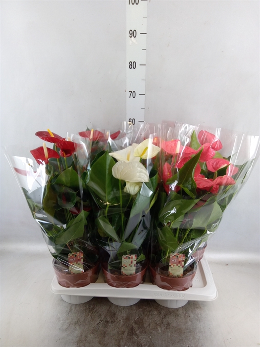 <h4>Anthurium   ...mix 4</h4>