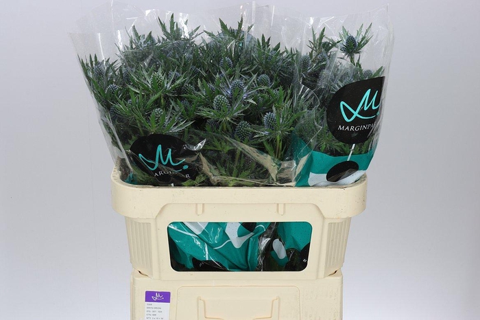 <h4>Eryngium Orion</h4>