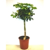 Schefflera arbor. 'Gold Capella'
