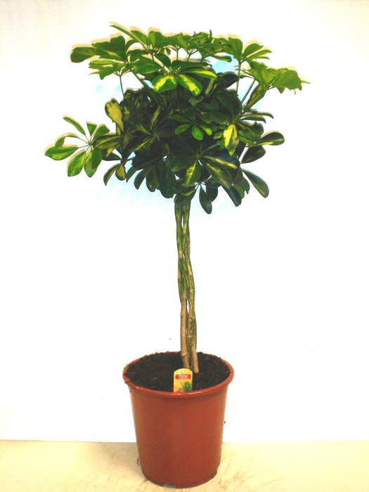 Schefflera arbor. 'Gold Capella'