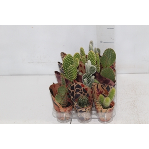 CACTUS MINI P06