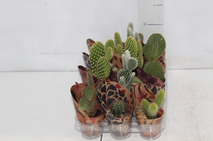 <h4>CACTUS MINI P06</h4>
