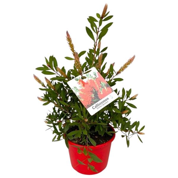 <h4>Callistemon citrinus 'Splendens'</h4>