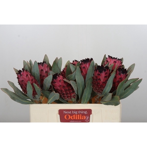 Protea Barbigera Ruby Princess