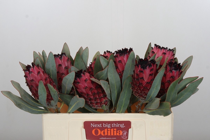 <h4>Protea Barbigera Ruby Princess</h4>