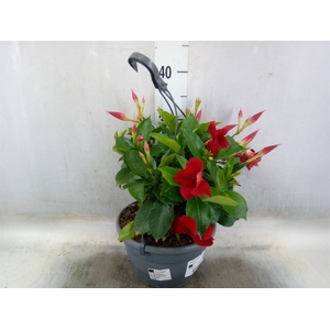 Mandevilla   ...