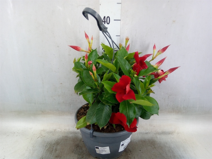 <h4>Mandevilla   ...</h4>
