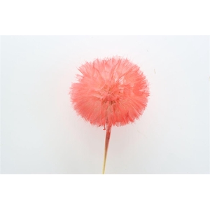 Pres Puste Flower Light Red