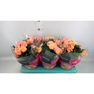 Begonia elat. DU 'Hailey Sunset'